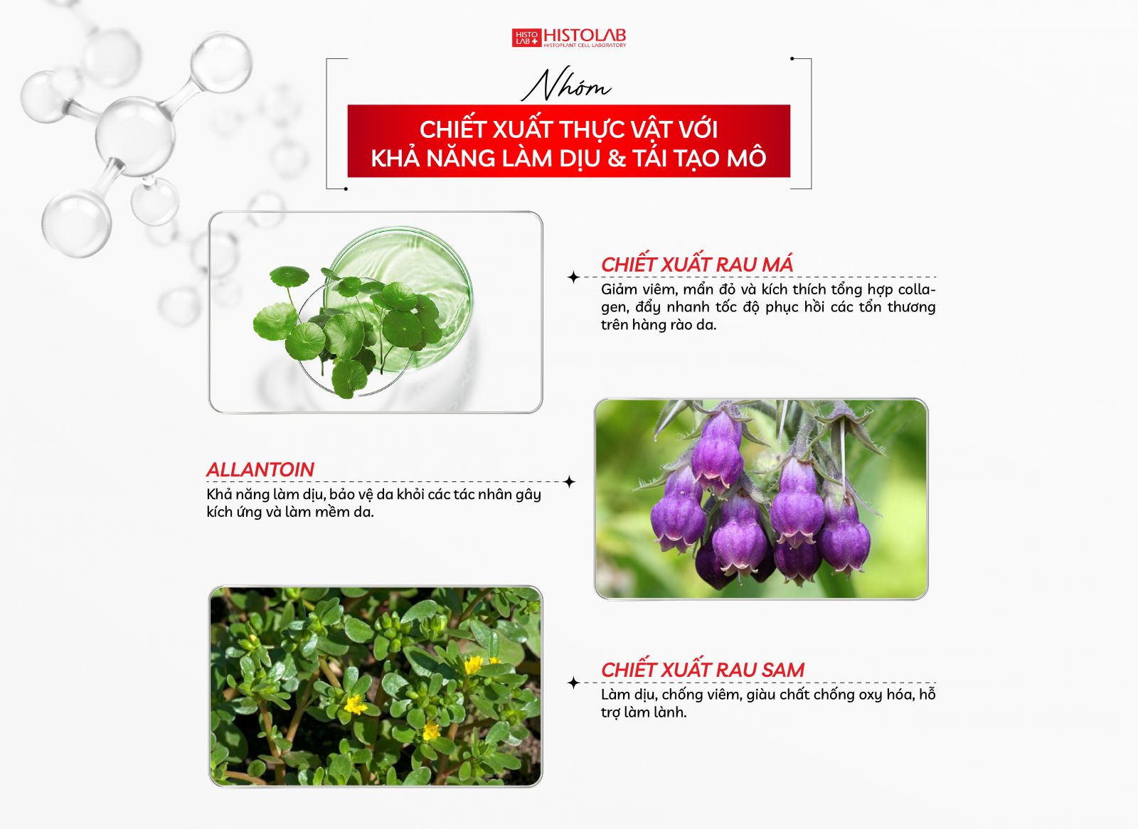 nhom-chiet-xuat-thuc-vat-ve-si-cho-da