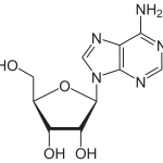 <b>Adennosine</b> làm giảm nếp nhăn. 