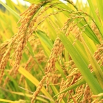 <b>Chiết xuất mầm lúa mạch</b> giúp làm sáng da & chống oxy hóa