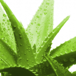 Chiết xuất lá lô hội Aloe Vera có tác dụng kháng nhiễm và làm dịu mát da