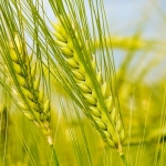 <b>Chiết xuất nuôi cấy sẹo lúa mạch (mầm gạo)</b> giúp làm sáng da và dưỡng ẩm