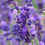 <b>Nước hoa oải hương Lavender </b> Làm dịu da.