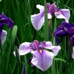 <b>Chiết xuất từ hoa Thủy xương bồ (Iris Ensata)</b> Làm sáng da