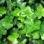 <b>Chiết xuất lá thường xuân Hedera Helix (Ivy) </b>giúp làm dịu và mềm mịn da