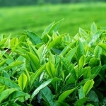 <b>Chiết xuất lá trà xanh </b> giúp dưỡng ẩm và tăng độ đàn hồi cho da